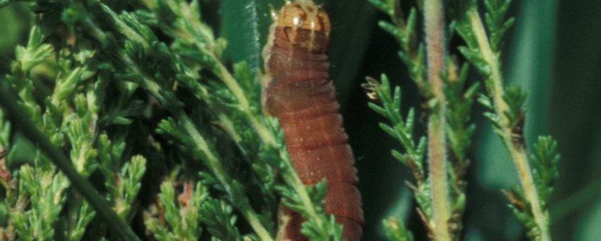 Mamestra brassicae. Kooluil rups