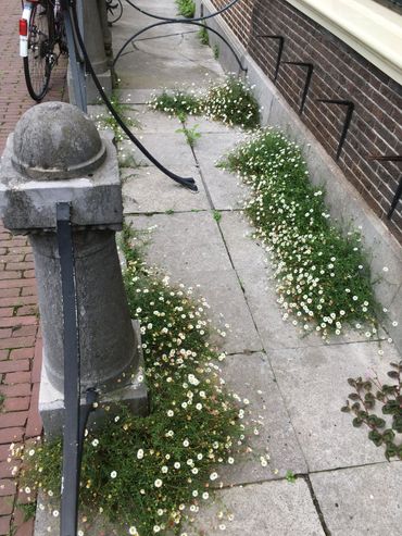 Muurfijnstraal op het Rapenburg in Leiden