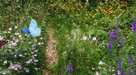 tuinvlindertelling - primair