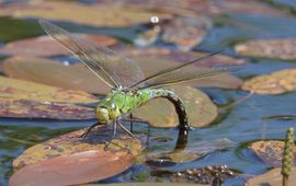 Anax imperator, grote keizerlibel