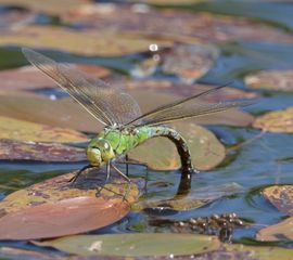 Anax imperator, grote keizerlibel