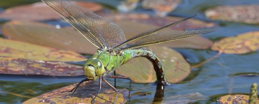 Anax imperator, grote keizerlibel