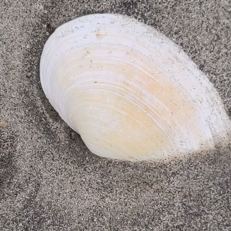 Niet alleen strandgapers uit onze tijd, ook fossielen komen wel eens uit het zand tevoorschijn