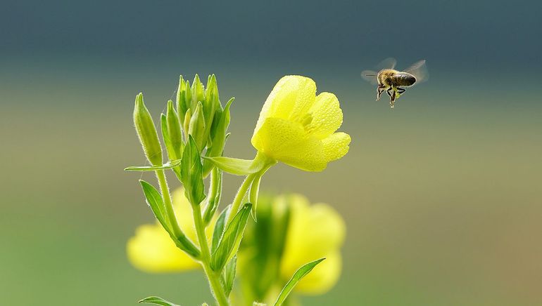 Help met uw border de natuur een handje door bloemen te kiezen die goed zijn voor insecten