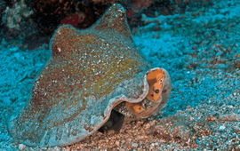 Marion Haarsma Queen conch.