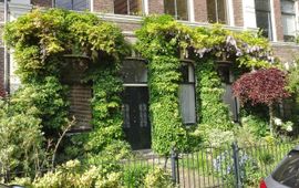 Klimplanten in een voortuin in Leiden
