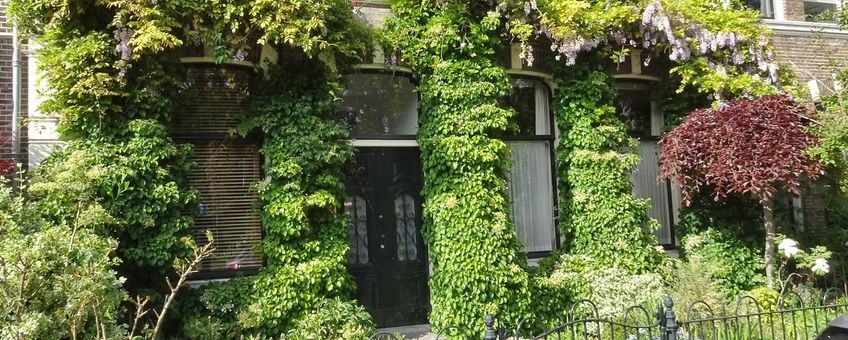 Klimplanten in een voortuin in Leiden