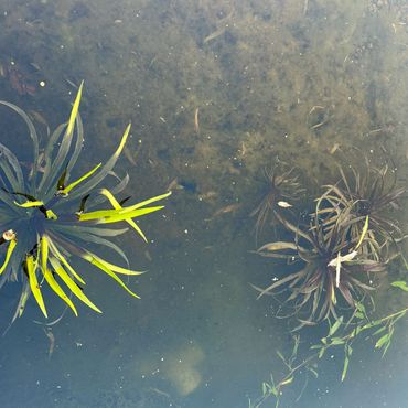 Krabbenscheer in de Leidse Hortus