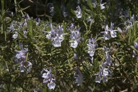Jan van der Straaten, Saxifraga Rosmarinus officinalis. Rozemarijn. Rosemary