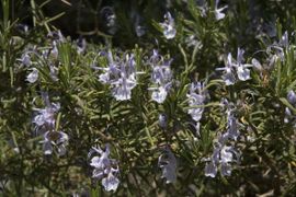 Rosmarinus officinalis. Rozemarijn. Rosemary