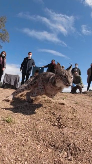 Een net uitgezette Iberische lynx