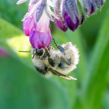 De zeer zeldzame zandhommel (Bombus veteranus) vliegt graag op bloemen met diepliggende nectar