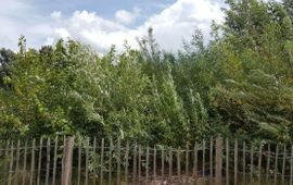 IVN Tiny forest zaandam