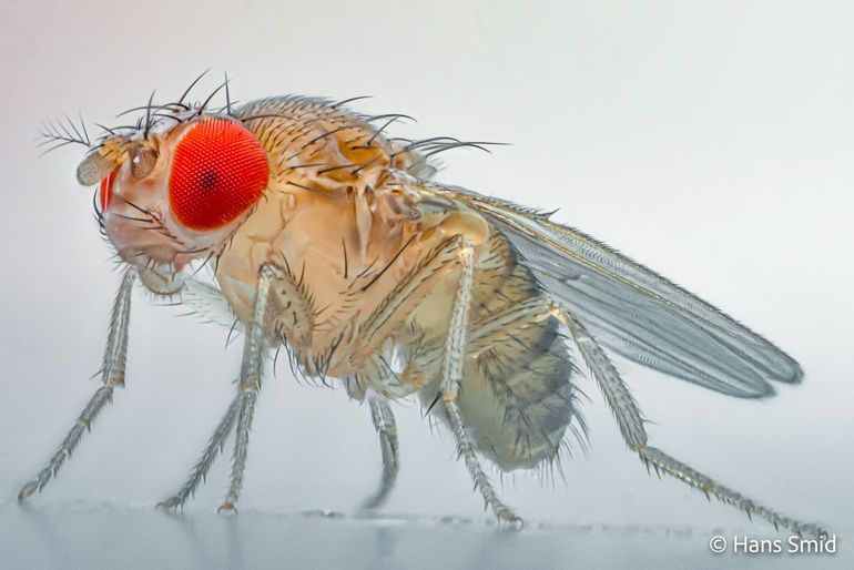 Jij houdt van bananen, Drosophila melanogaster van de gisten in overrijpe bananen