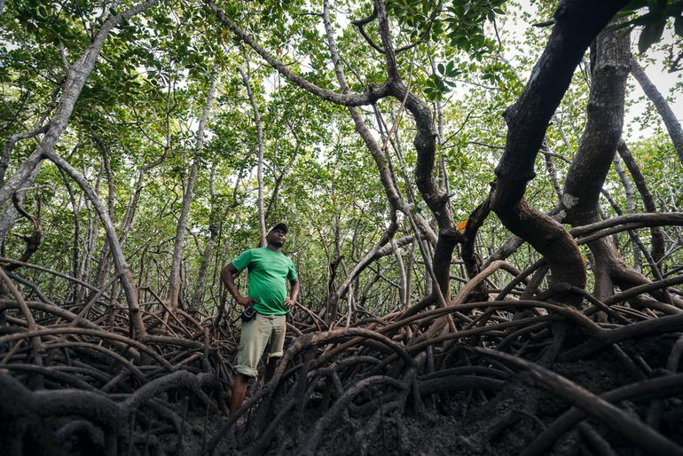 Metershoge mangrovewortels