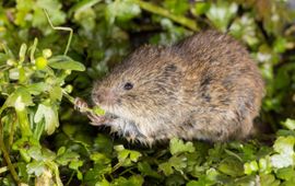 Wesley Overman Noordse woelmuis