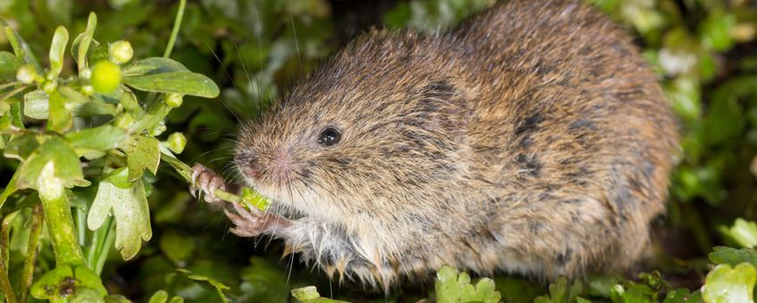 Noordse woelmuis