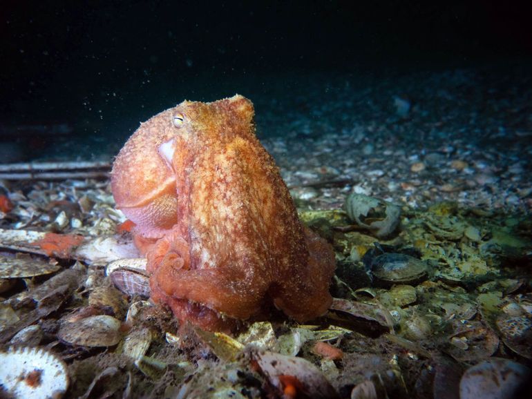 Octopus op de Doggersbank