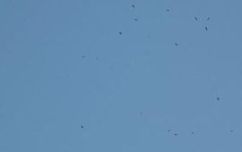 Jan Schoppers Klein Falsterbo: een wolkje Buizerden boven de Eltenberg