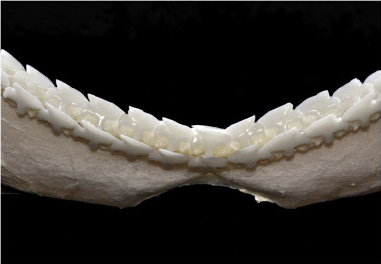 De tanden van een doornhaai vertonen overeenkomsten met die van Xenodens calminechari, door de wijze waarop ze gerangschikt staan in gekartelde snijbladen