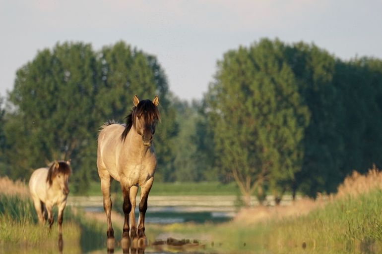 Twee konikshengsten bij Loevestein