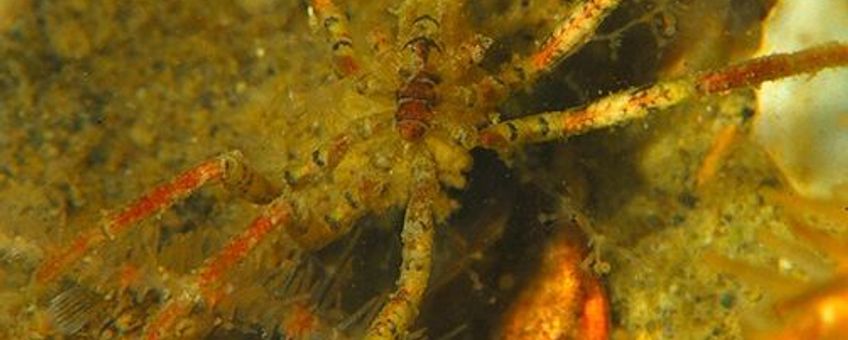 Exotische zeespin cf Ammothea hilgendorfi, Oosterschelde 2013