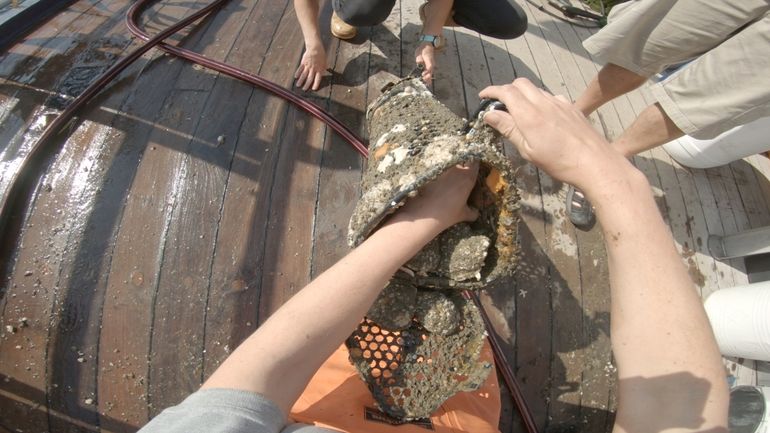 Onderzoekskooi met platte oesters
