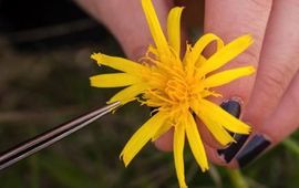 Gerard Oostermeijer Alleen handmatige bestuiving van de bloemhoofdjes leverde nog goed zaad op