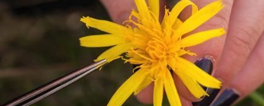 Alleen handmatige bestuiving van de bloemhoofdjes leverde nog goed zaad op