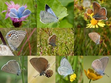 Nederlandse blauwtjes: v.l.n.r. boven: icarusblauwtje, boomblauwtje & bruin blauwtje, midden: veenbesblauwtje, heideblauwtje & gentiaanblauwtje, onder: pimpernelblauwtje, donker pimpernelblauwtje, staartblauwtje & klaverblauwtje