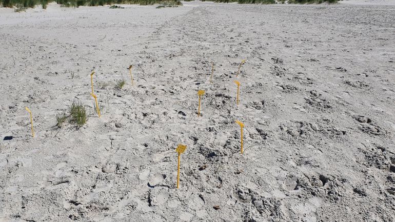 Experimenteel veldje met tijdelijke markering op een rustig deel van het strand