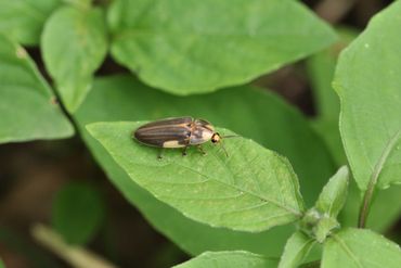 The firefly Aspisoma ignitum, Boven National Park, St. Eustatius