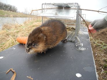 Muskusrat