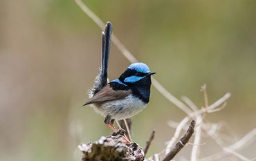A male superb fairy-wren showing off his bright blue-and-black ornamental plumage