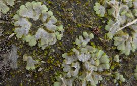 Riccia crystallina