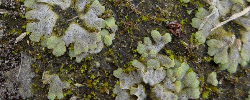 Riccia crystallina