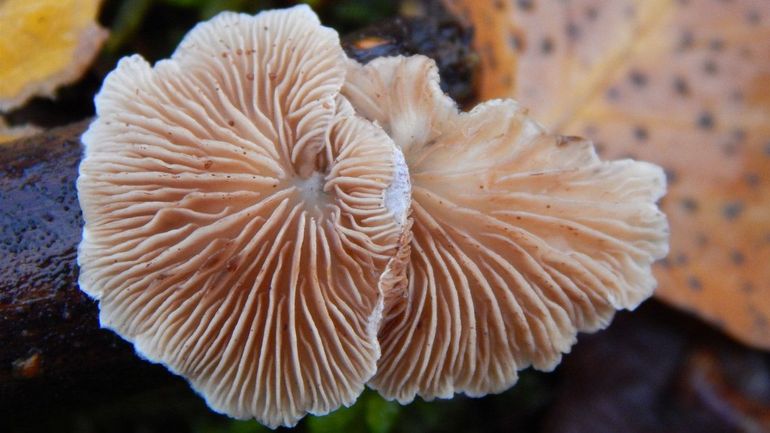 Het sierlijke witte oorzwammetje zit zonder steel vast aan een dood takje van met name de beuk, haagbeuk, eik en wilg