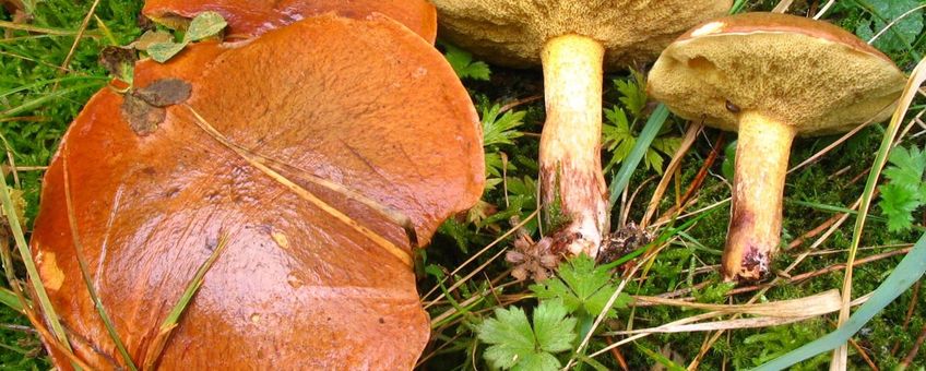 Valse melkboleet met roze voet en ingegroeide vezels in de hoedhuid