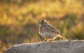 Luuk Vermeer Veldleeuwerik Saxifraga
