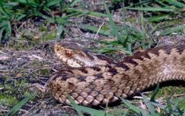 Richard Struijk Adder