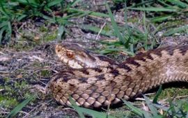 Adder