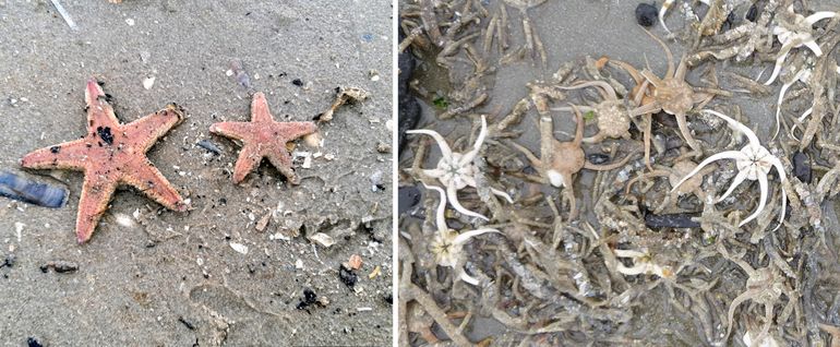 Links: twee op Ameland aangespoelde kamsterren. Rechts: ook slangsterren kunnen met grote aantallen tegelijk aanspoelen. Meestal gebeurt dit in de winter bij kou. Maar ook in de zomer liggen ze soms op het strand. Als ze nog leven zie je allemaal wriemelende pootjes