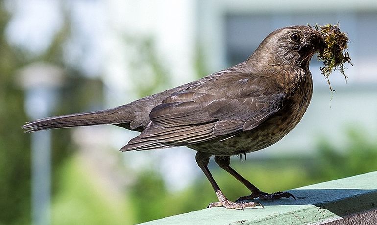 Gelukkig worden gebouwen steeds vaker veilig voor vogels. Helpt u mee?