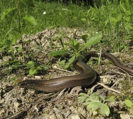 Hazelworm