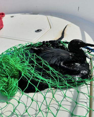 Oil-stained bird on Bonaire