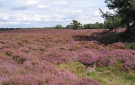 Wekeromse Zand, heideveld