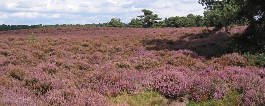 Wekeromse Zand, heideveld