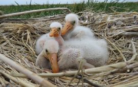 Platalea leucorodia, Lepelaar