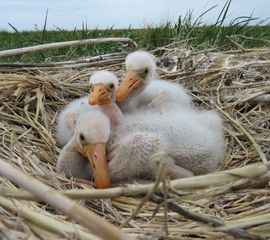 Platalea leucorodia, Lepelaar