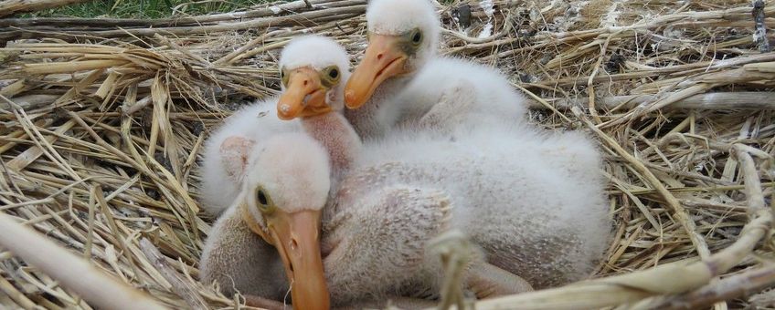 Platalea leucorodia, Lepelaar